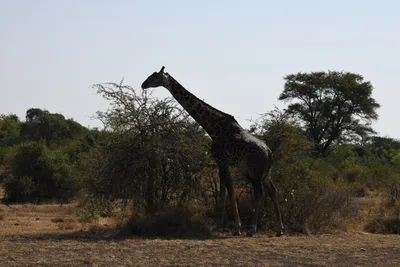 DSC_3462 (Large).JPG